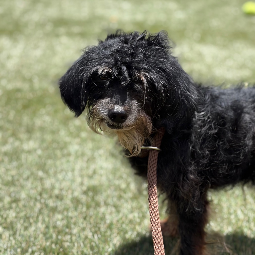 Shelter Stray Male Dog last seen , Animal Care & Control Team of Philly, 111 W Hunting Park Ave, Philadelphia, PA 19140, USA