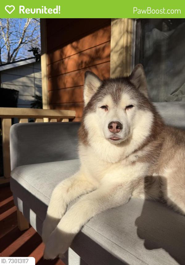Reunited Female Dog last seen 13th and Shaver, Portland, OR 97212