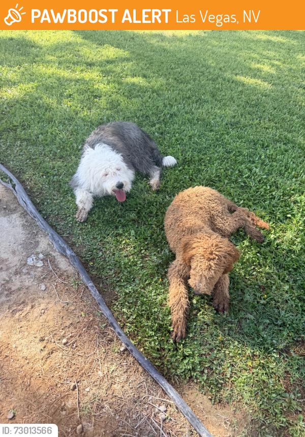 Found/Stray Unknown Dog last seen Stewart and Sloan, Las Vegas, NV 89110