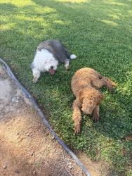 Found/Stray Unknown Dog last seen Stewart and Sloan, Las Vegas, NV 89110
