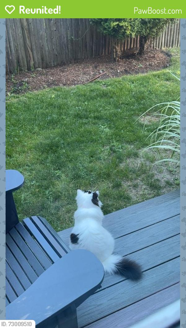 Reunited Female Cat last seen Manchester rd, Brookline, MA 02446