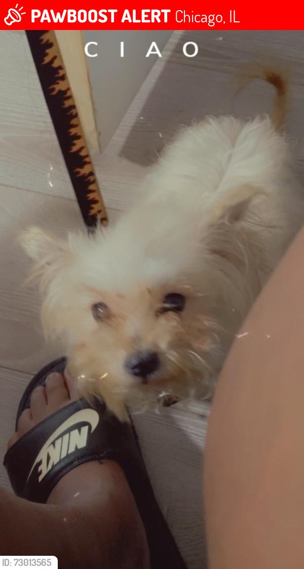 Lost Female Dog last seen 79th Lowe and 79th st Union , Chicago, IL 60620