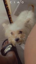 Lost Female Dog last seen 79th Lowe and 79th st Union , Chicago, IL 60620