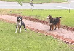 Found/Stray Unknown Dog last seen Glenn Ave & West Haven Boulevard, Rocky Mount, NC 27803