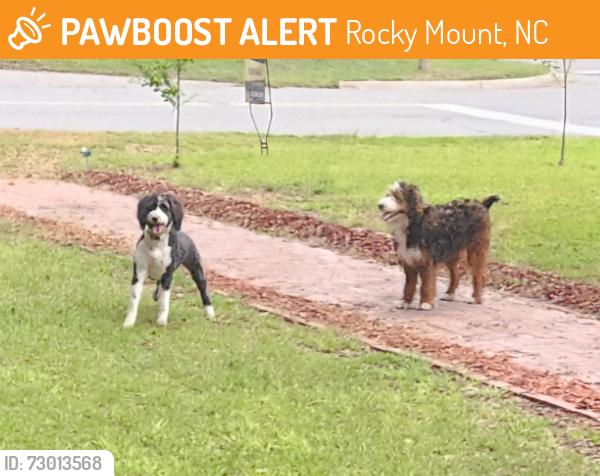 Found/Stray Unknown Dog last seen Glenn Ave & West Haven Boulevard, Rocky Mount, NC 27803