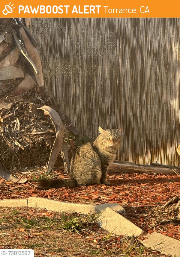 Found/Stray Male Cat last seen McMaster park, near baseball field, Torrance, CA 90504