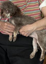 Reunited Male Dog last seen Beacon Hill dr, New Port Richey, FL 34652