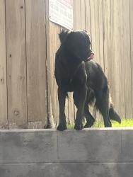 Found/Stray Unknown Dog last seen In the apmts in front of Sweetwater Middle School, San Diego, CA 92173