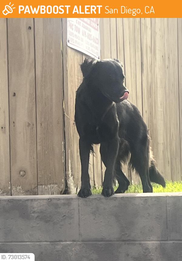 Found/Stray Unknown Dog last seen In the apmts in front of Sweetwater Middle School, San Diego, CA 92173