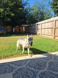 Found/Stray Female Dog last seen A street and Prosperity , Tulare, CA 93274