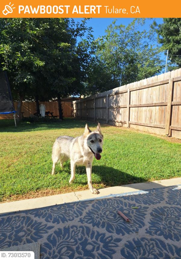 Found/Stray Female Dog last seen A street and Prosperity , Tulare, CA 93274