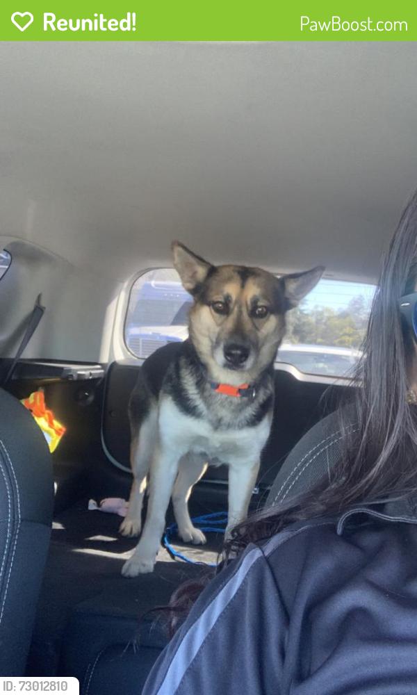 Reunited Female Dog last seen Garfield ave, Sacramento County, CA 95608