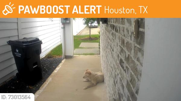 Found/Stray Male Dog last seen Yale and West Donovan st, Houston, TX 77091