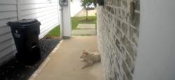 Found/Stray Male Dog last seen Yale and West Donovan st, Houston, TX 77091