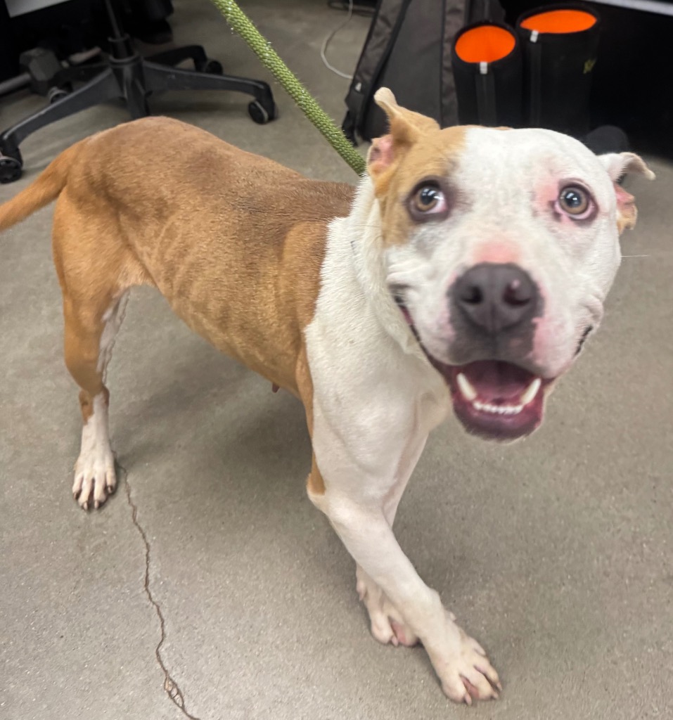 Shelter Stray Female Dog last seen Midwest City, 8485 E Reno Ave, Midwest City, OK 73110, USA