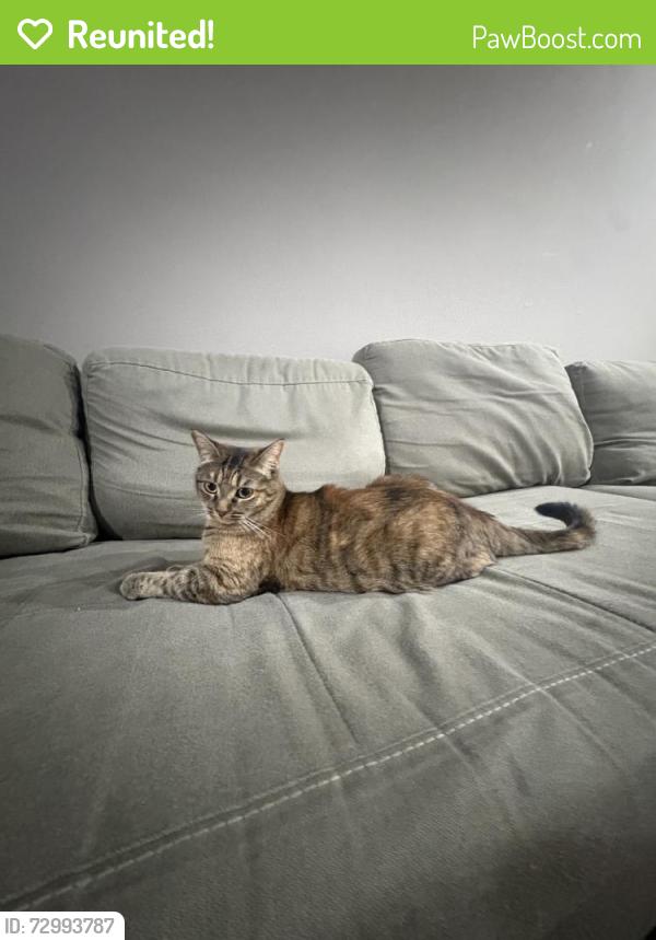 Reunited Female Cat last seen Near Newhope St, Fountain Valley, CA 92708, USA, Fountain Valley, CA 92708
