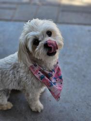 Found/Stray Female Dog last seen Jackrabbit and camelback, Buckeye, AZ 85396