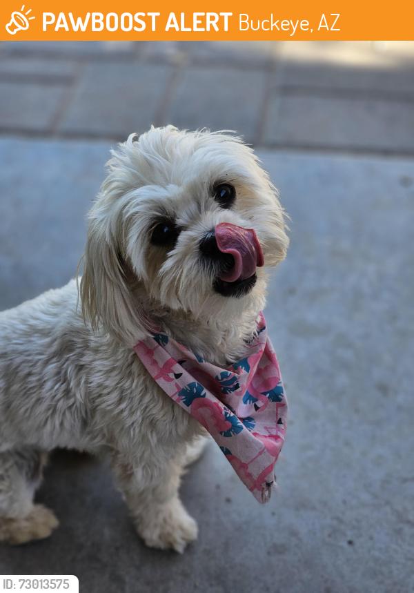 Found/Stray Female Dog last seen Jackrabbit and camelback, Buckeye, AZ 85396