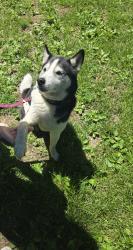 Found/Stray Male Dog last seen my home, Leesport, PA 19533