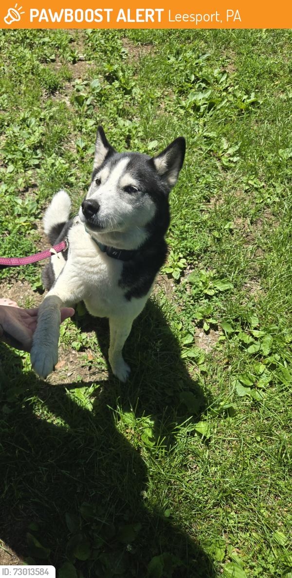 Found/Stray Male Dog last seen my home, Leesport, PA 19533