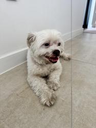 Reunited Male Dog last seen miami shores, Miami Shores, FL 33150