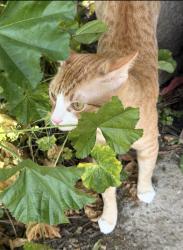 Lost Male Cat last seen Doxey Ct, San Jose, CA 95131