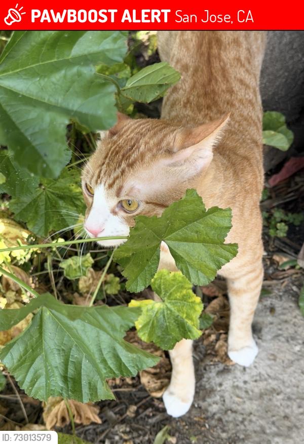 Lost Male Cat last seen Doxey Ct, San Jose, CA 95131