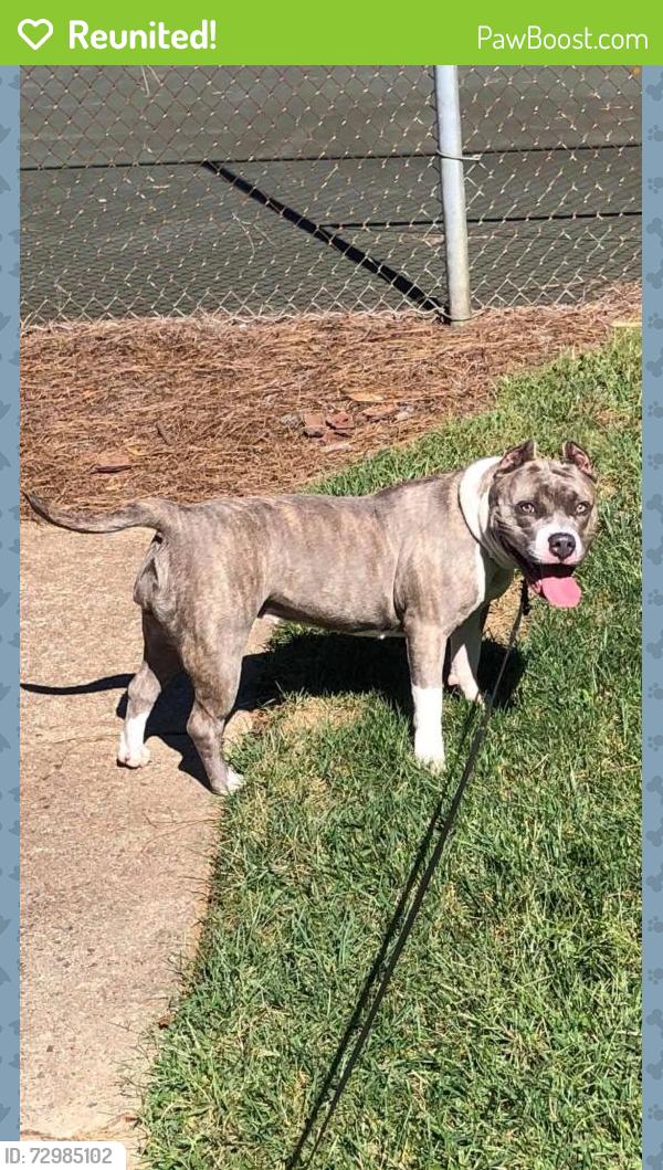Reunited Female Dog last seen Lowdermilk street / Dawson Ave, Greensboro, NC 27401