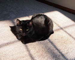 Lost Female Cat last seen Tracking dog caught some scents at the nearby River Park, Brooklyn Park, MN 55444