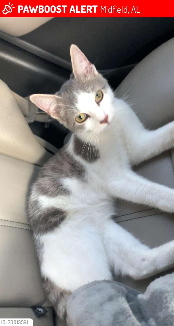 Lost Male Cat last seen Midfield 35228, Midfield, AL 35228