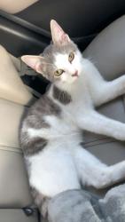 Lost Male Cat last seen Midfield 35228, Midfield, AL 35228
