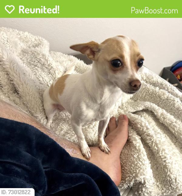 Reunited Female Dog last seen Near Cypress Dr, San Jacinto, CA 92583, USA, San Jacinto, CA 92583