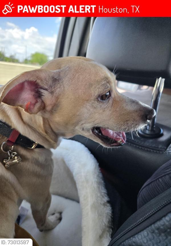 Lost Male Dog last seen West Virginia and Norling St, Houston, TX 77076
