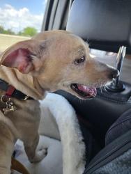 Lost Male Dog last seen West Virginia and Norling St, Houston, TX 77076