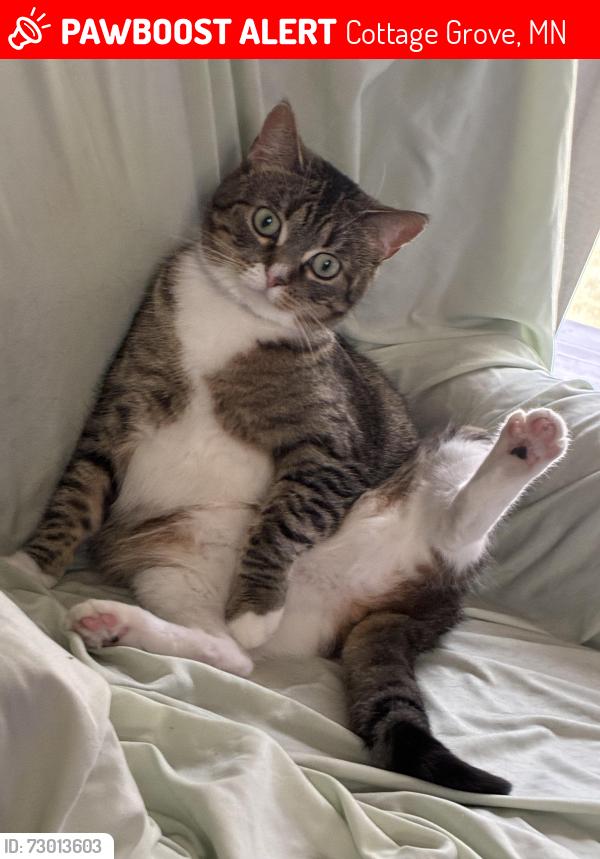 Lost Female Cat last seen Harrow and 98th, Cottage Grove, MN 55016