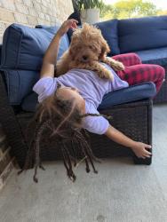 Lost Male Dog last seen Verde Valley ; Montfort ; Noel, Dallas, TX 75254