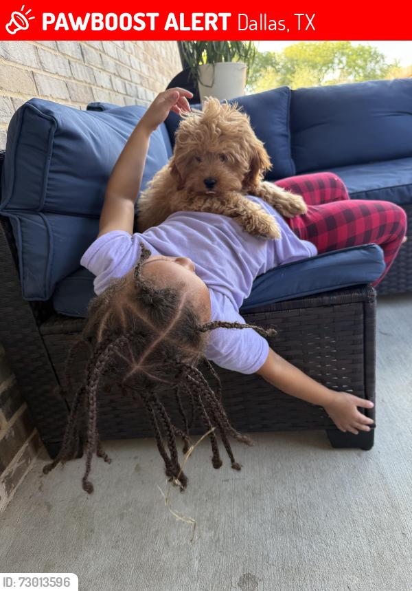 Lost Male Dog last seen Verde Valley ; Montfort ; Noel, Dallas, TX 75254