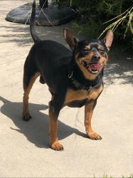 Reunited Male Dog last seen Olympus Dr & Humboldt , Westminster, CA 92683