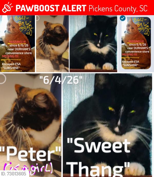 Lost Female Cat last seen Near old keowe church Rd , Mt Olive Church rd, Crowe Creek Rd, Walhalla hwy,, Old keowee church rd, Pickens County, SC 29682