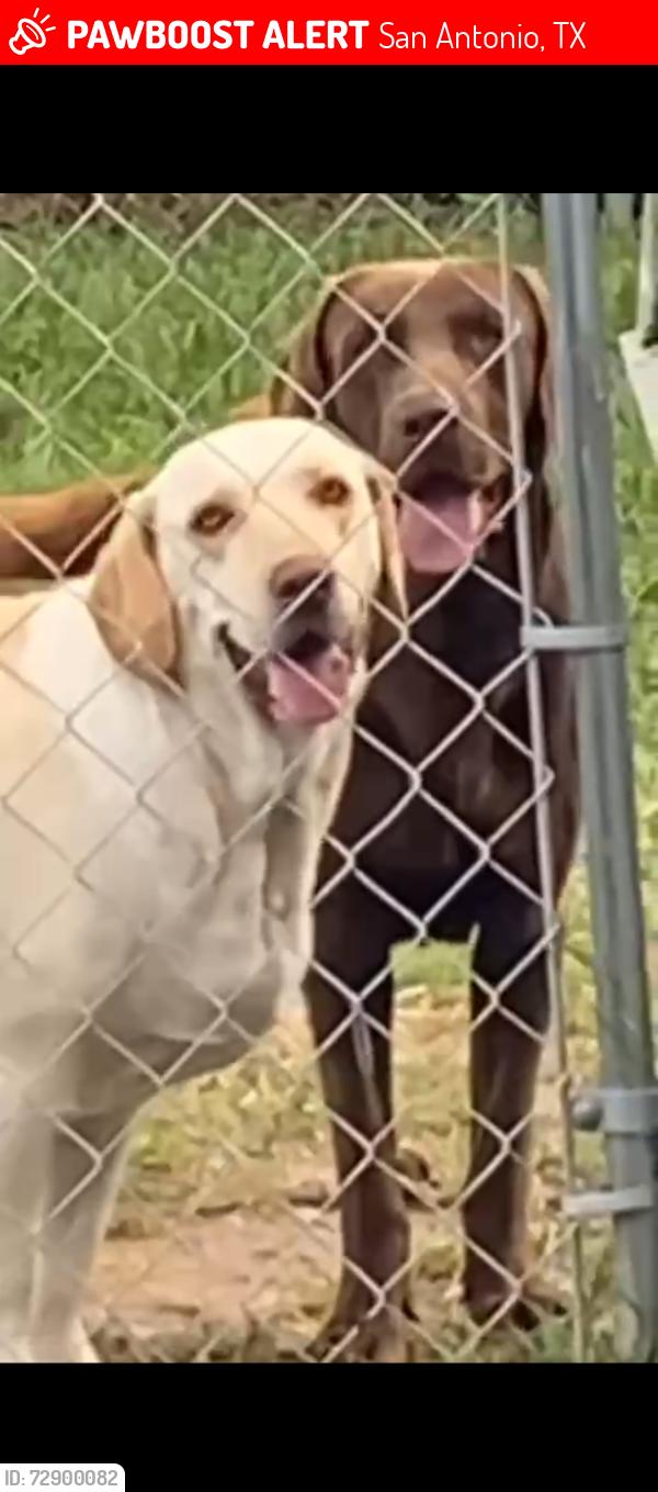Lost Female Dog last seen Park in Saltillo and ceralvo, San Antonio, TX 78226