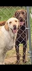 Lost Female Dog last seen Park in Saltillo and ceralvo, San Antonio, TX 78226