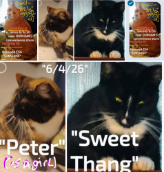 Lost Female Cat last seen Near old keowe church Rd , Mt Olive Church rd, Crowe Creek Rd, Walhalla hwy,, Old keowee church rd, Pickens County, SC 29682