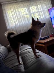 Lost Female Dog last seen Brookvale Terrace and Hanna Road or near Chadwick pool, Ballwin, MO 63021