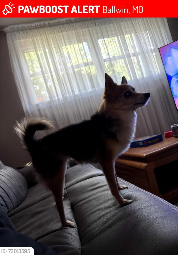 Lost Female Dog last seen Brookvale Terrace and Hanna Road or near Chadwick pool, Ballwin, MO 63021