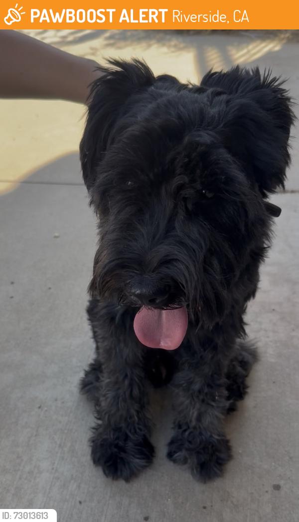 Found/Stray Male Dog last seen Pheasant Run Cir & Fairbanks Ave, Riverside, CA 92509