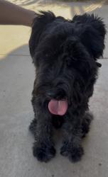 Found/Stray Male Dog last seen Pheasant Run Cir & Fairbanks Ave, Riverside, CA 92509