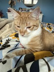Lost Male Cat last seen Norfolk Aggie , Walpole, MA 02081