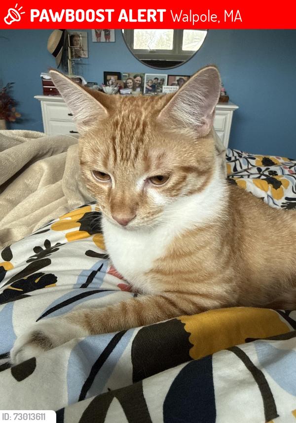 Lost Male Cat last seen Norfolk Aggie , Walpole, MA 02081