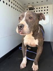 Shelter Stray Female Dog last seen Near BLK GOSFORD RD, BAKERSFIELD, CA, 201 S Mt Vernon Ave, Bakersfield, CA 93307, USA