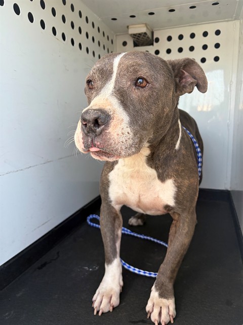 Shelter Stray Female Dog last seen Near BLK GOSFORD RD, BAKERSFIELD, CA, 201 S Mt Vernon Ave, Bakersfield, CA 93307, USA